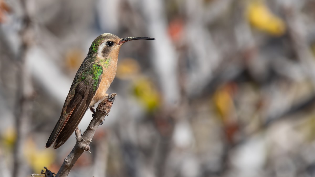 Colibrí de Xantus - ML646823271