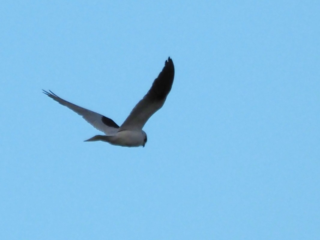Black-shouldered Kite - ML646823276