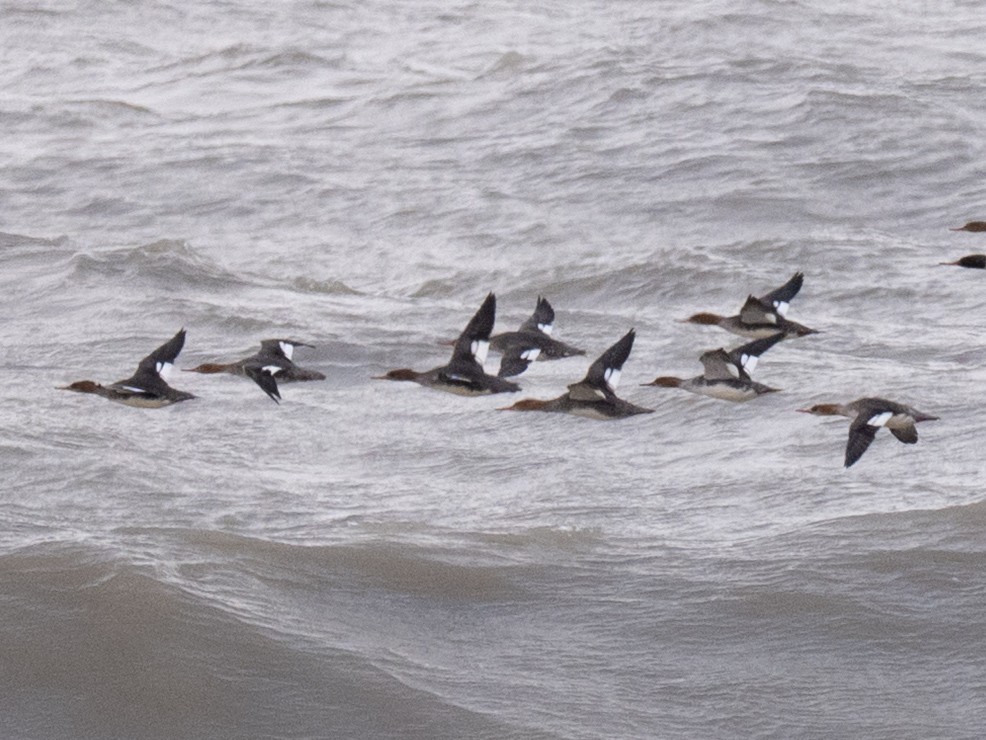 Red-breasted Merganser - ML646823277