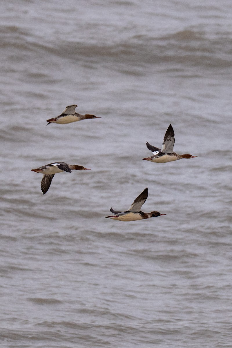 Red-breasted Merganser - ML646823278
