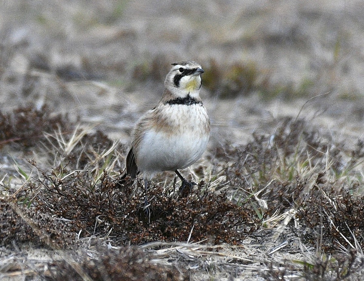 Horned Lark - ML646823279