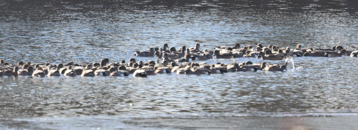 Свищ американський - ML646823280