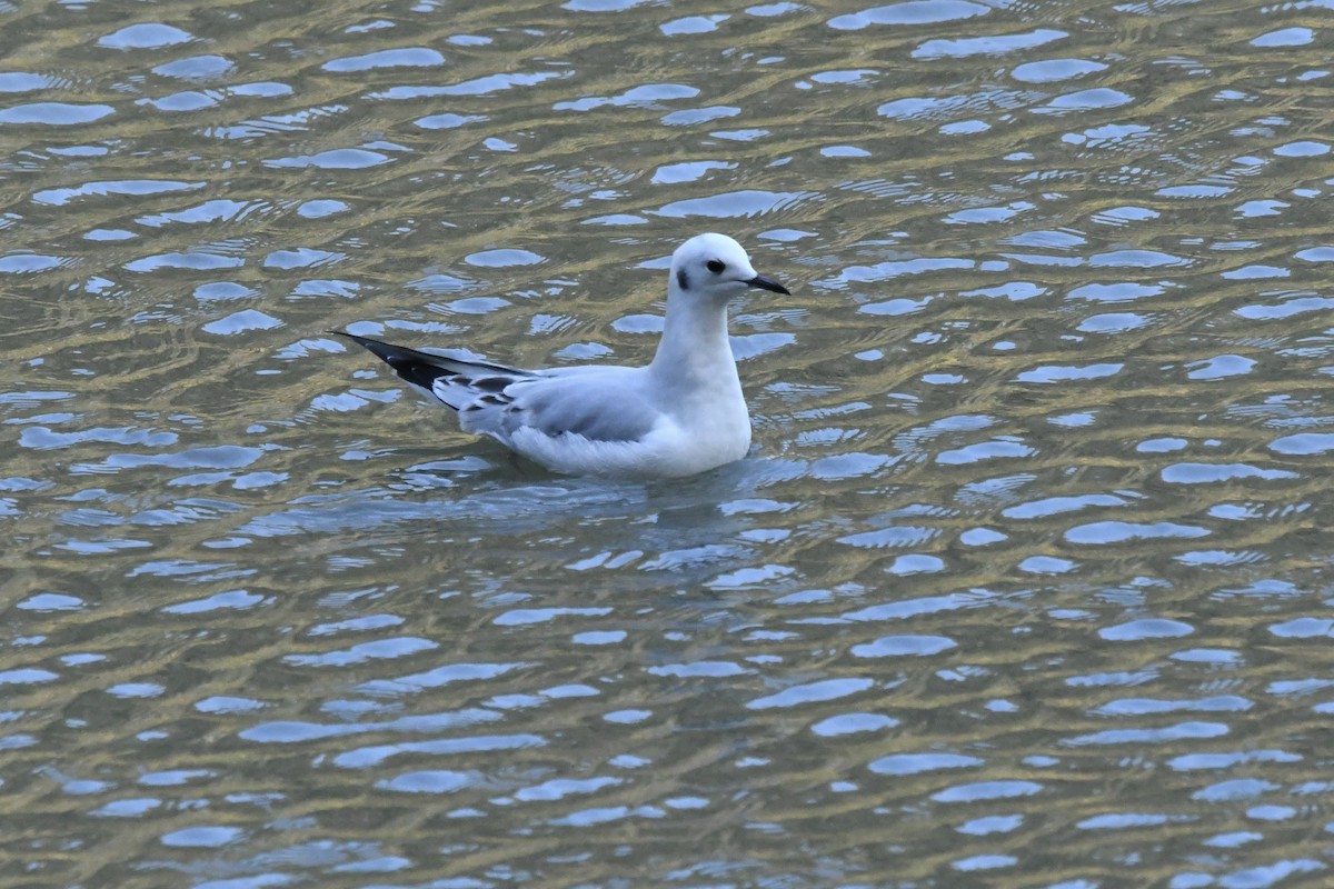 Gabbiano di Bonaparte - ML646823282