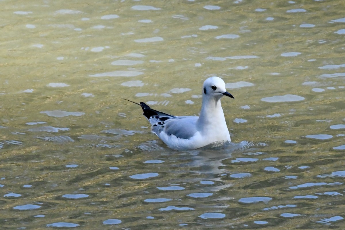 Gabbiano di Bonaparte - ML646823283