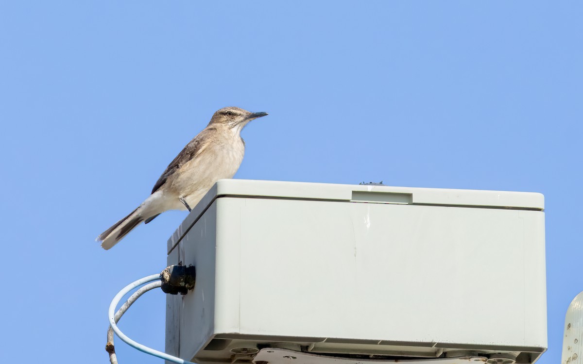 Горный гаучо - ML646823284