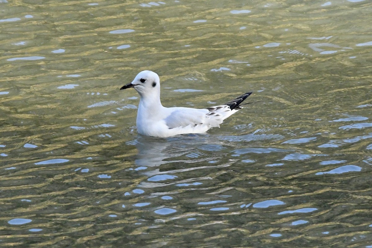 Gabbiano di Bonaparte - ML646823287
