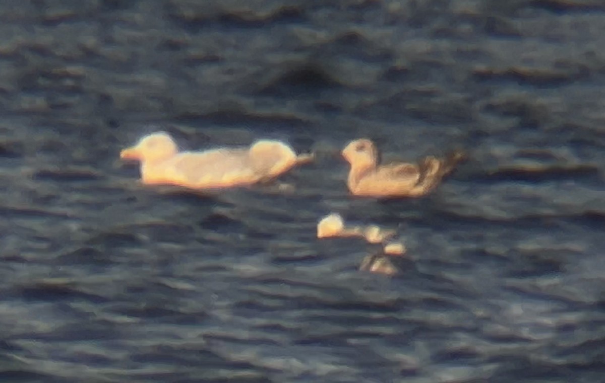 American Herring Gull - ML646823289