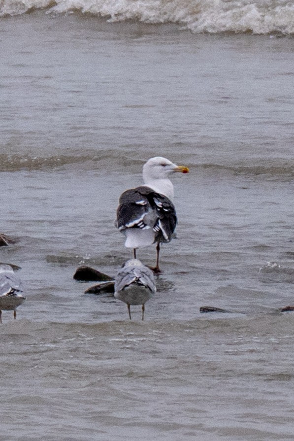 Great Black-backed Gull - ML646823290