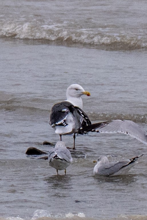 Great Black-backed Gull - ML646823291