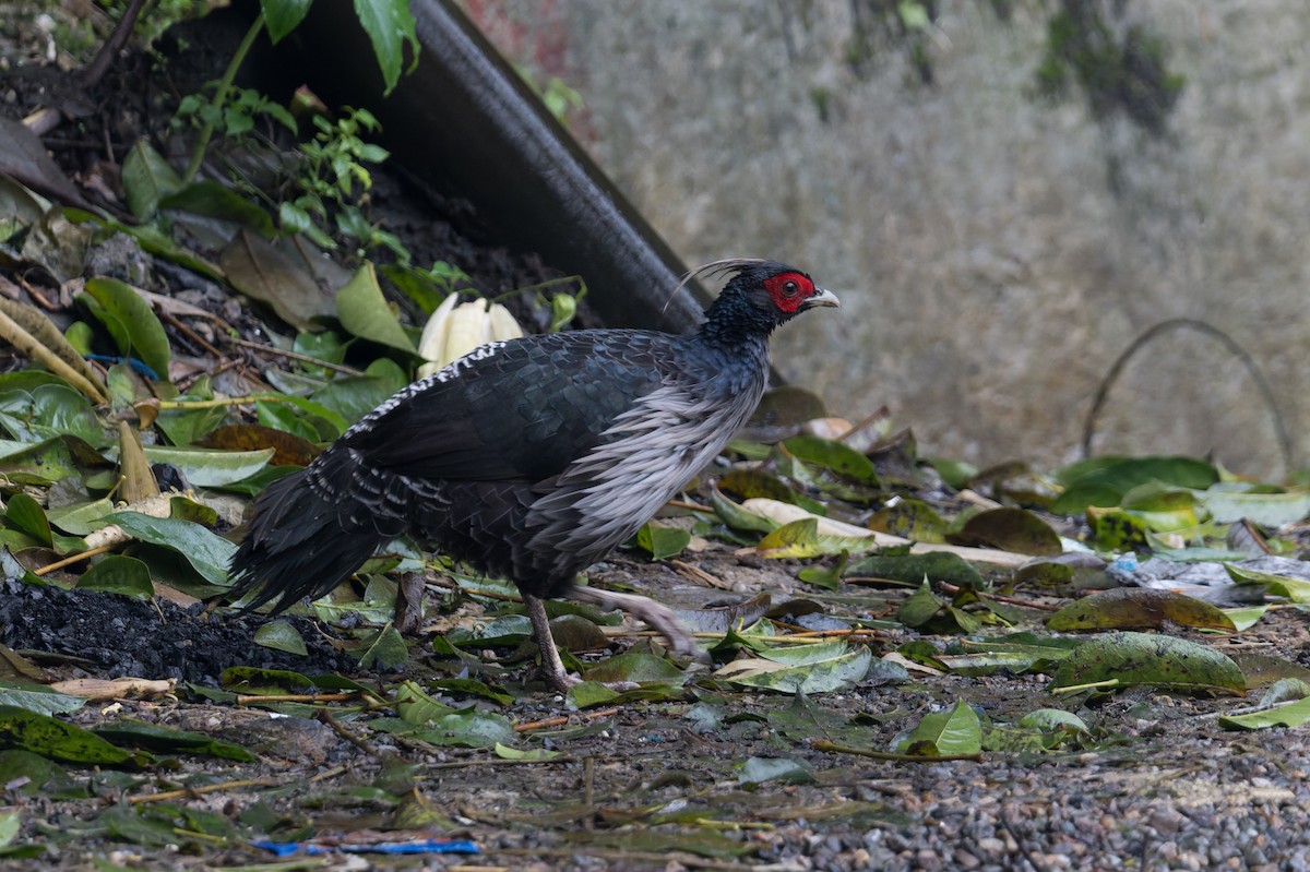 Kalij Pheasant - ML646823294