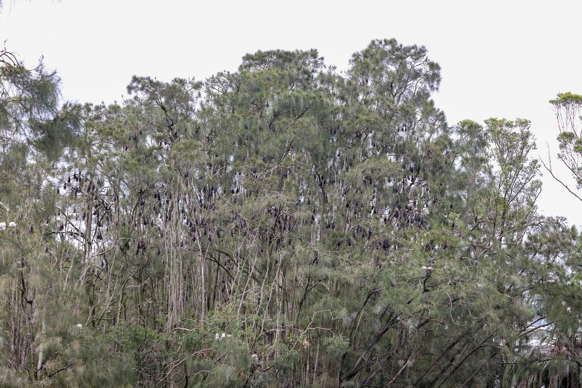 Animals - ML646823298