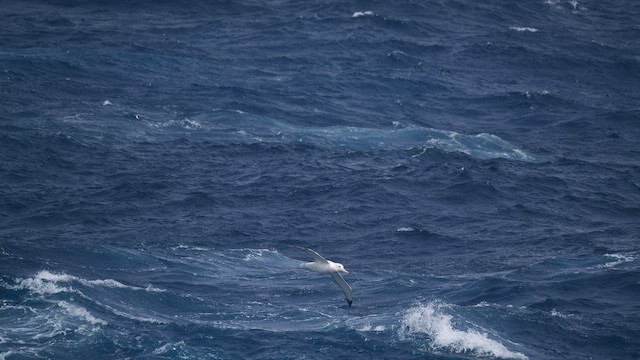 Antipodean Albatross (Gibson's) - ML646823309