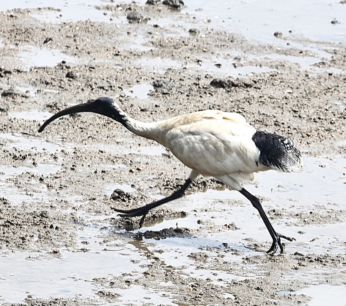 Australian Ibis - ML646823310