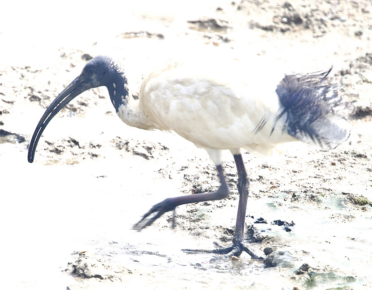Australian Ibis - ML646823311