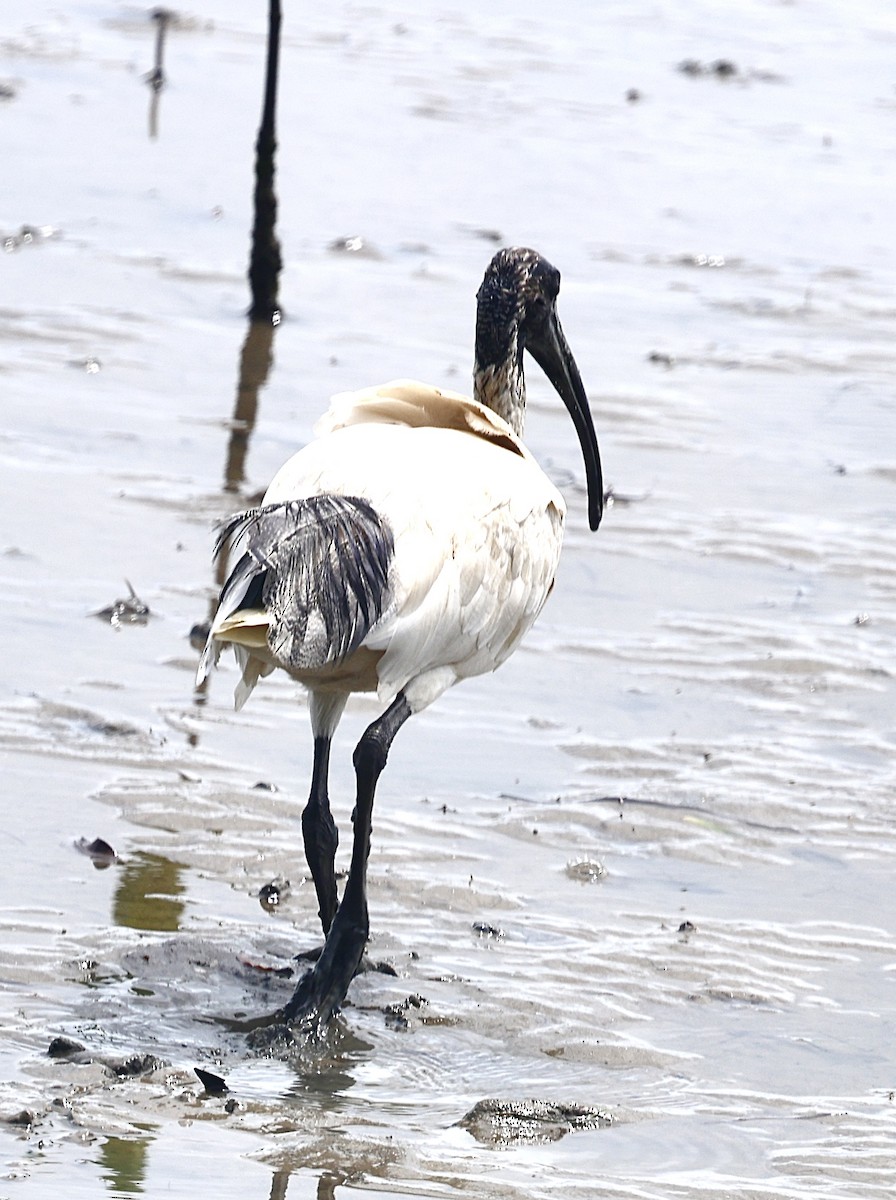 Australian Ibis - ML646823312