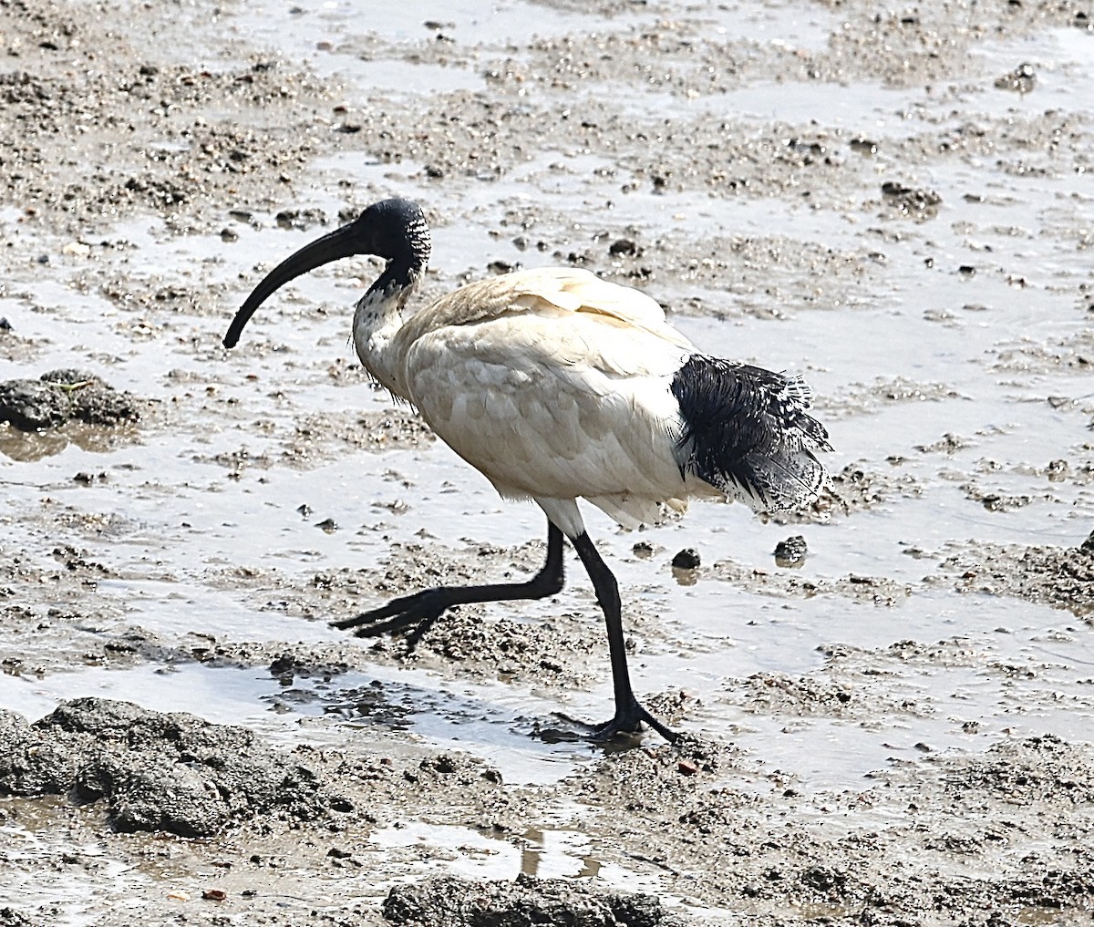 Australian Ibis - ML646823313