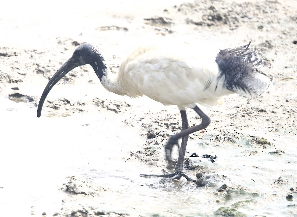 Australian Ibis - ML646823314