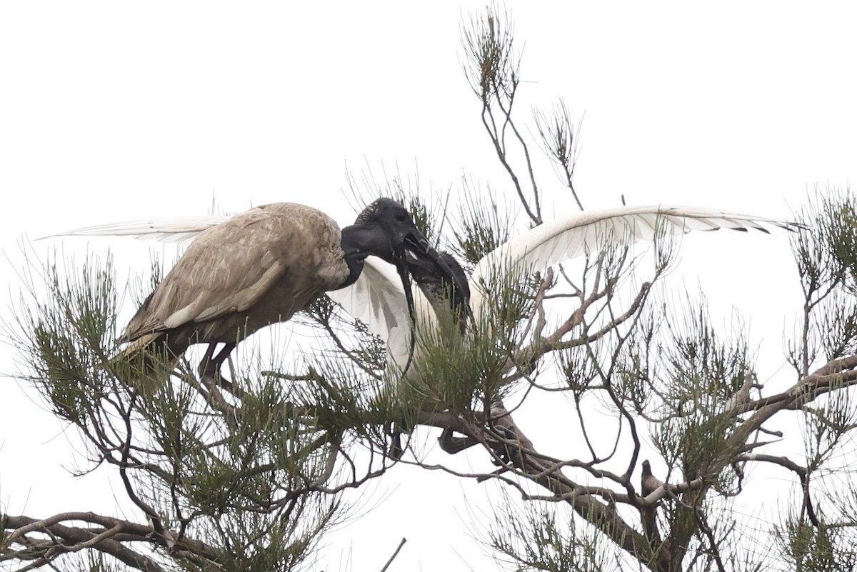 Australian Ibis - ML646823318