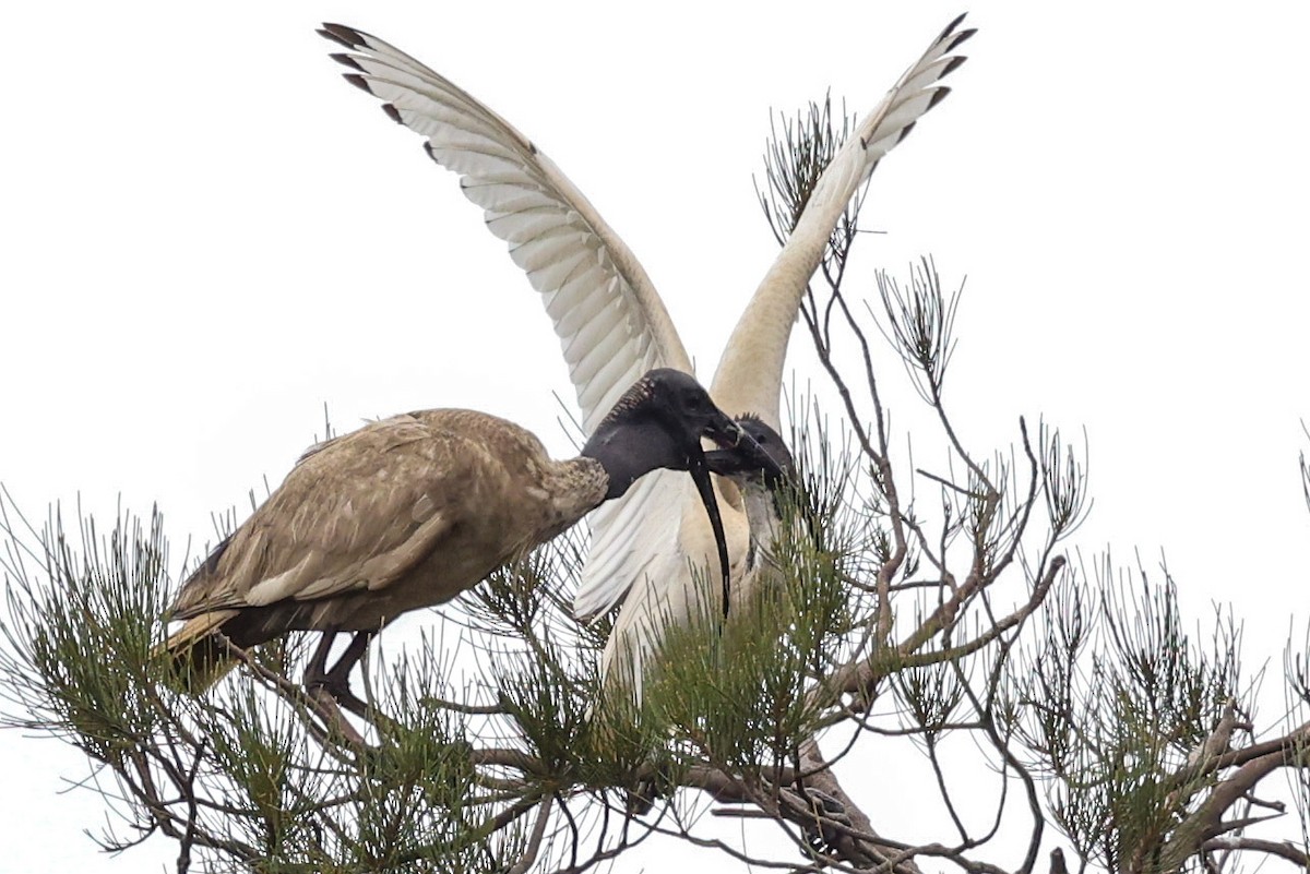Australian Ibis - ML646823319