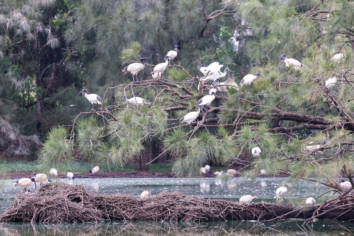Australian Ibis - ML646823320