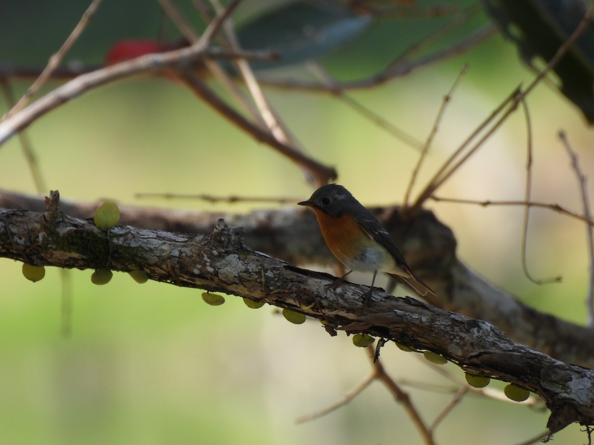 Mugimakischnäpper - ML646823321