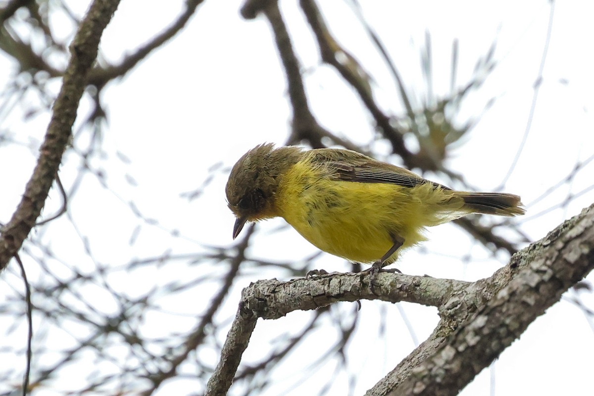 Yellow Thornbill - ML646823322