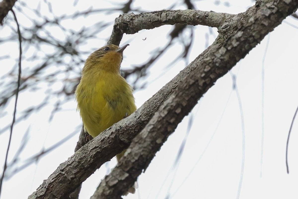 Yellow Thornbill - ML646823323