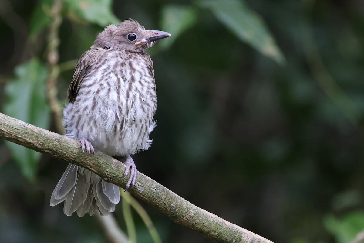 Australasian Figbird (Green) - ML646823328