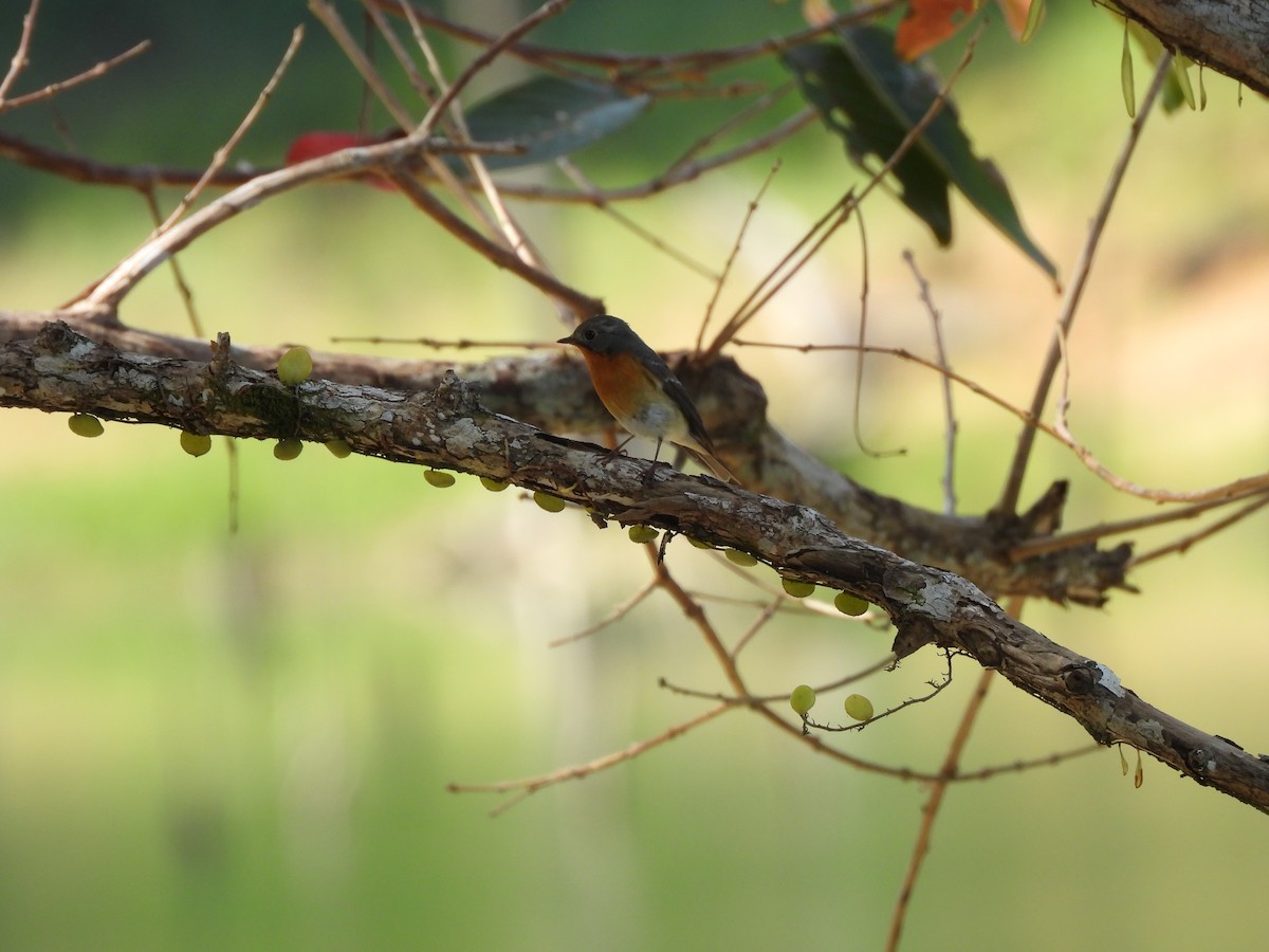 Mugimakischnäpper - ML646823335