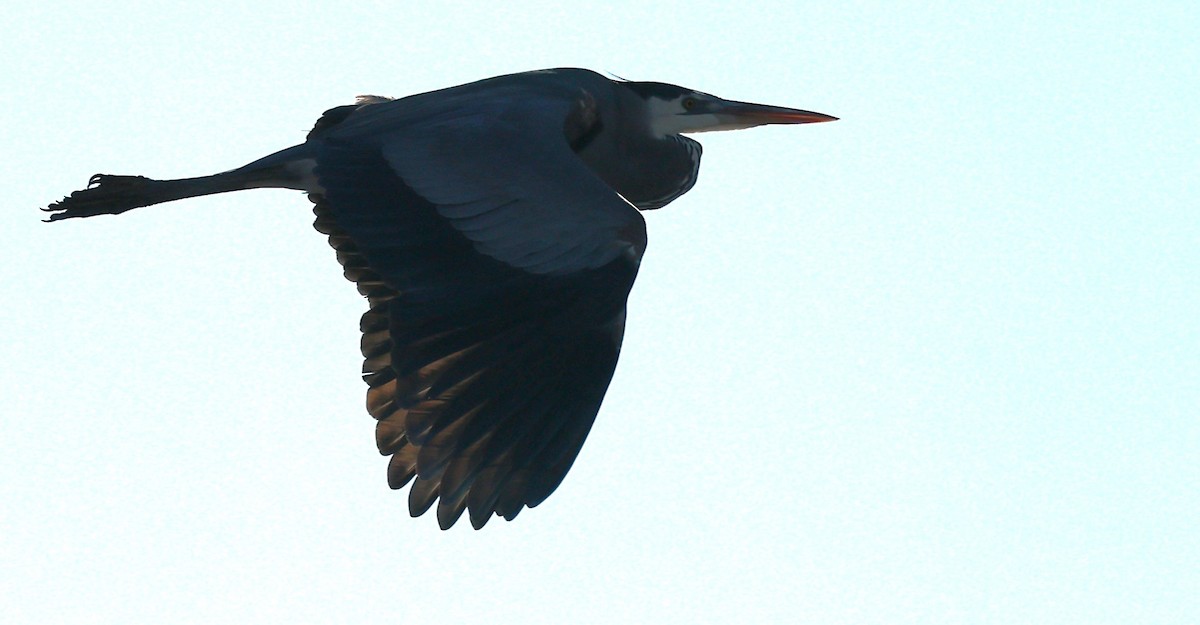 Большая голубая цапля - ML646823338