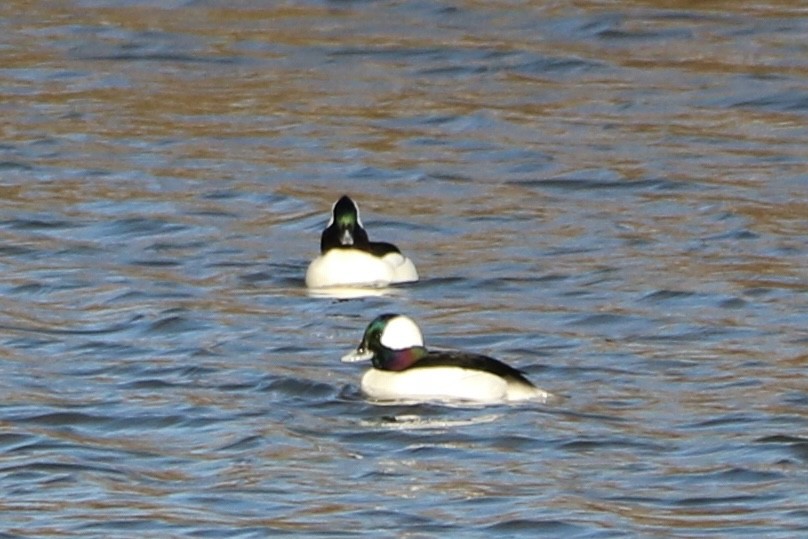 Bufflehead - ML646823339