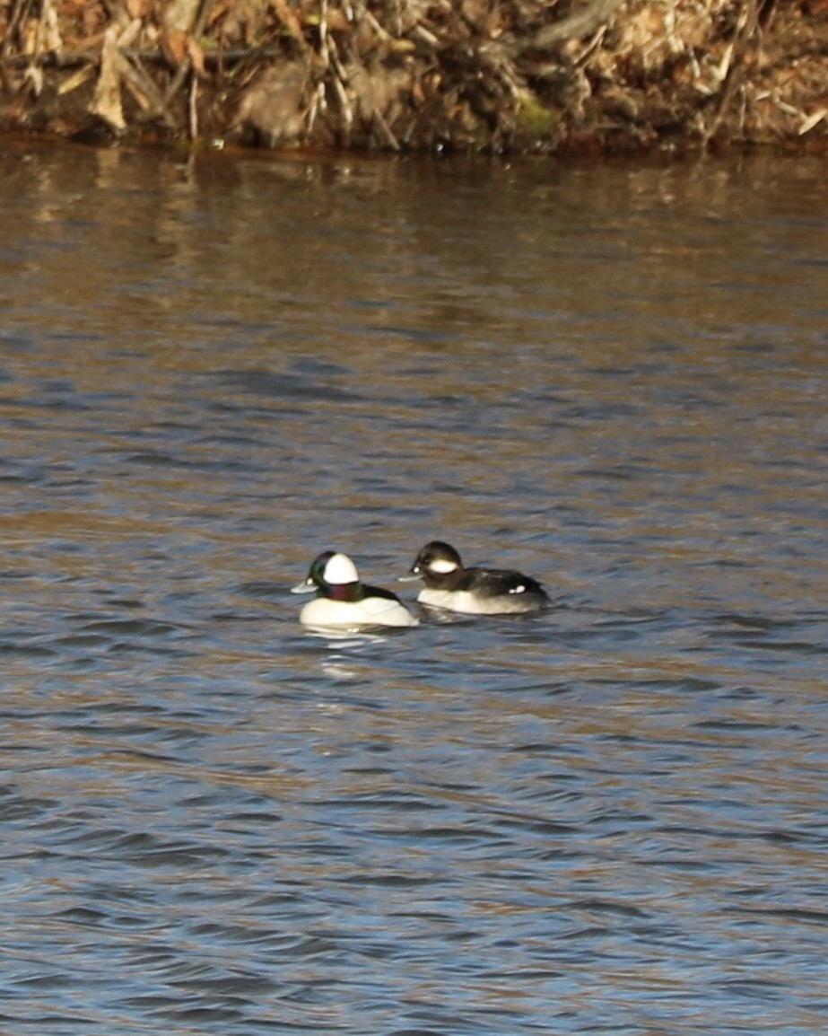 Bufflehead - ML646823340