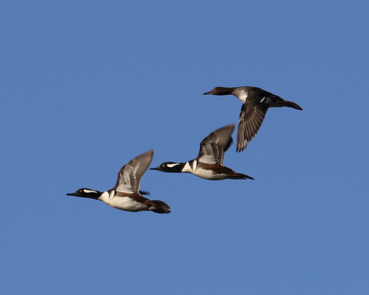 Hooded Merganser - ML646823344