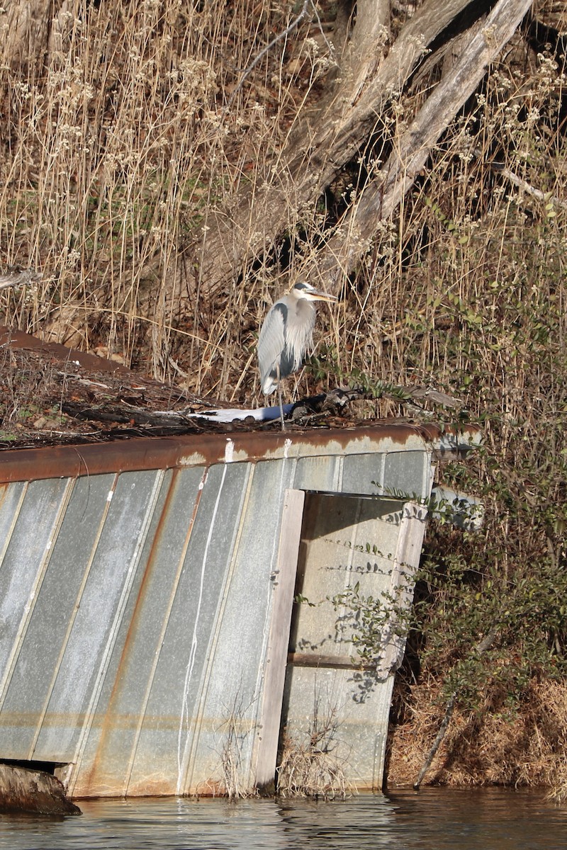 Great Blue Heron - ML646823351