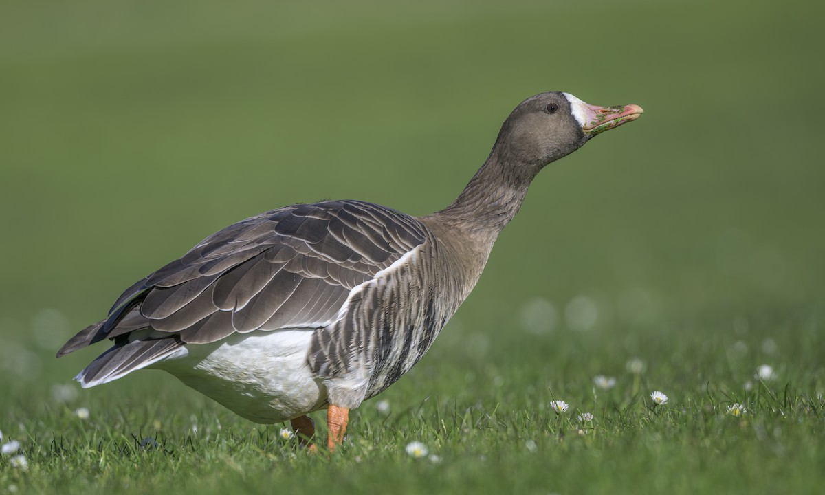 Oie rieuse - ML646823352