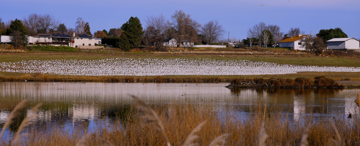 snøgås - ML646823353