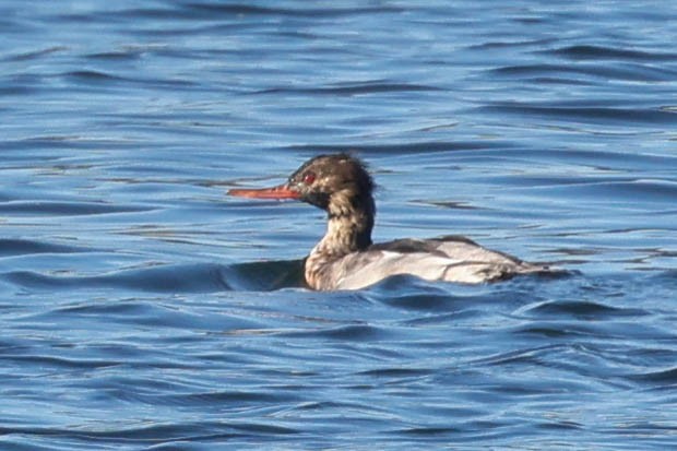 Red-breasted Merganser - ML646823354
