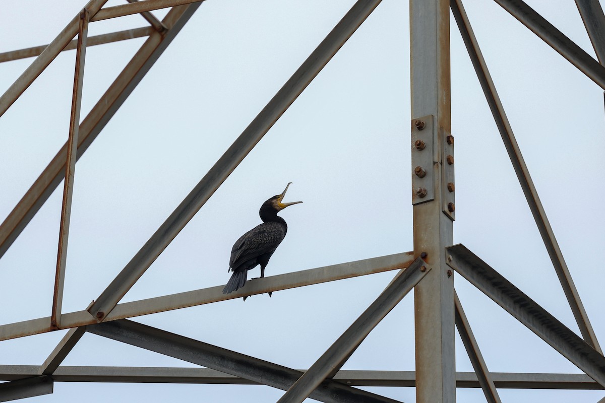 Great Cormorant (Australasian) - ML646823355