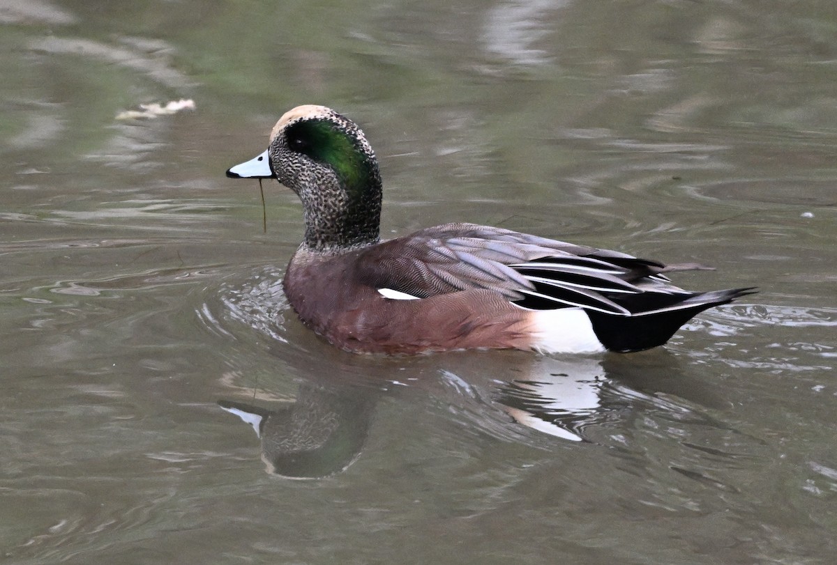 Canard d'Amérique - ML646823356