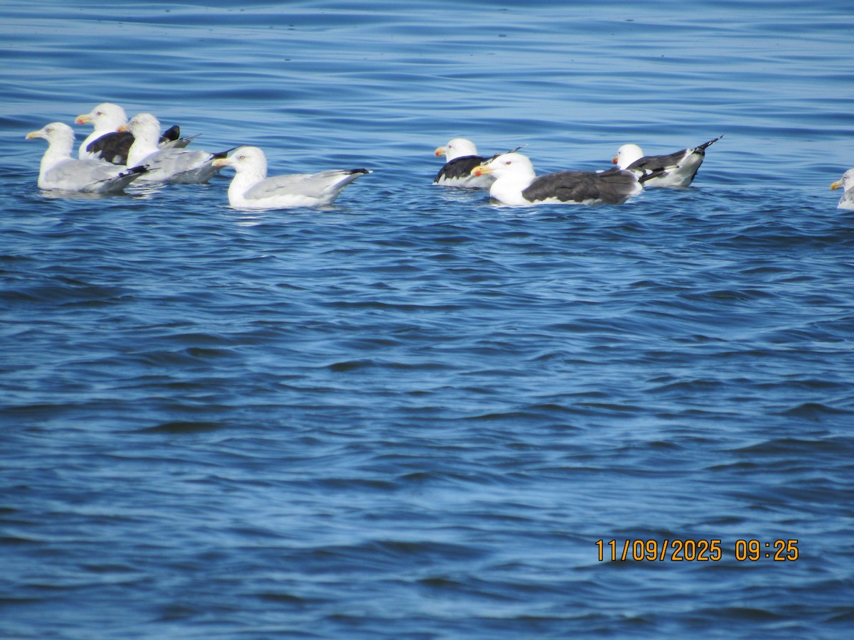 Great Black-backed Gull - ML646823360