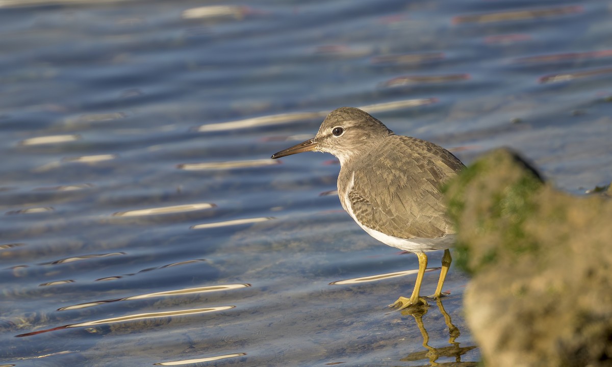 Chevalier grivelé - ML646823363
