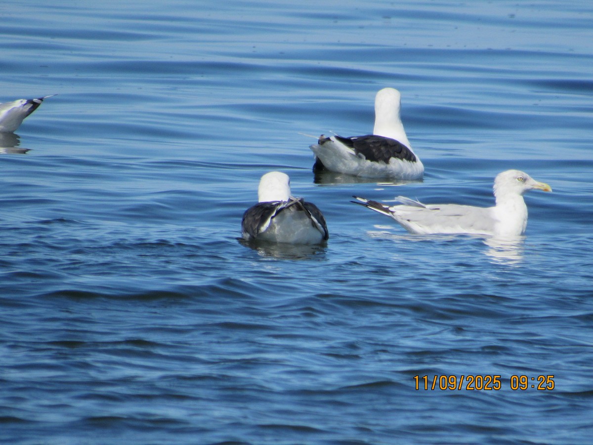 Great Black-backed Gull - ML646823366