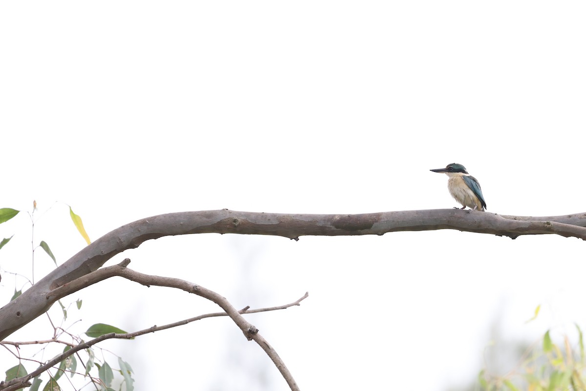Sacred Kingfisher (Australasian) - ML646823373