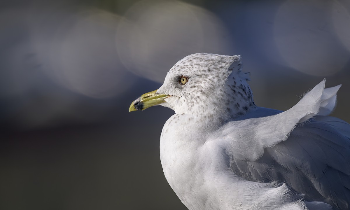 Goéland à bec cerclé - ML646823374