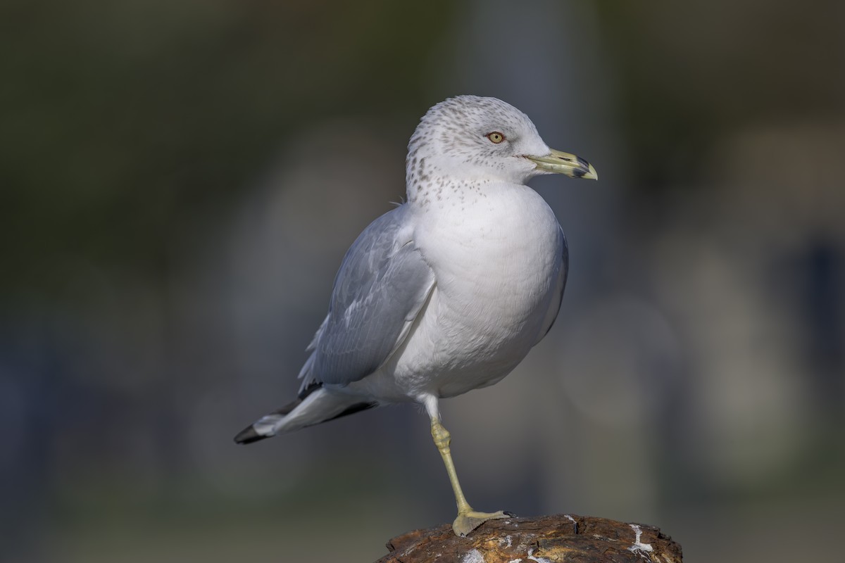 Goéland à bec cerclé - ML646823375