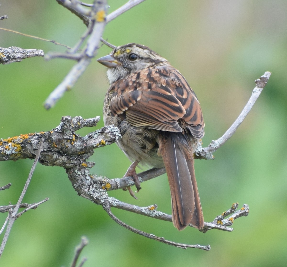 Белогорлая зонотрихия - ML646823377