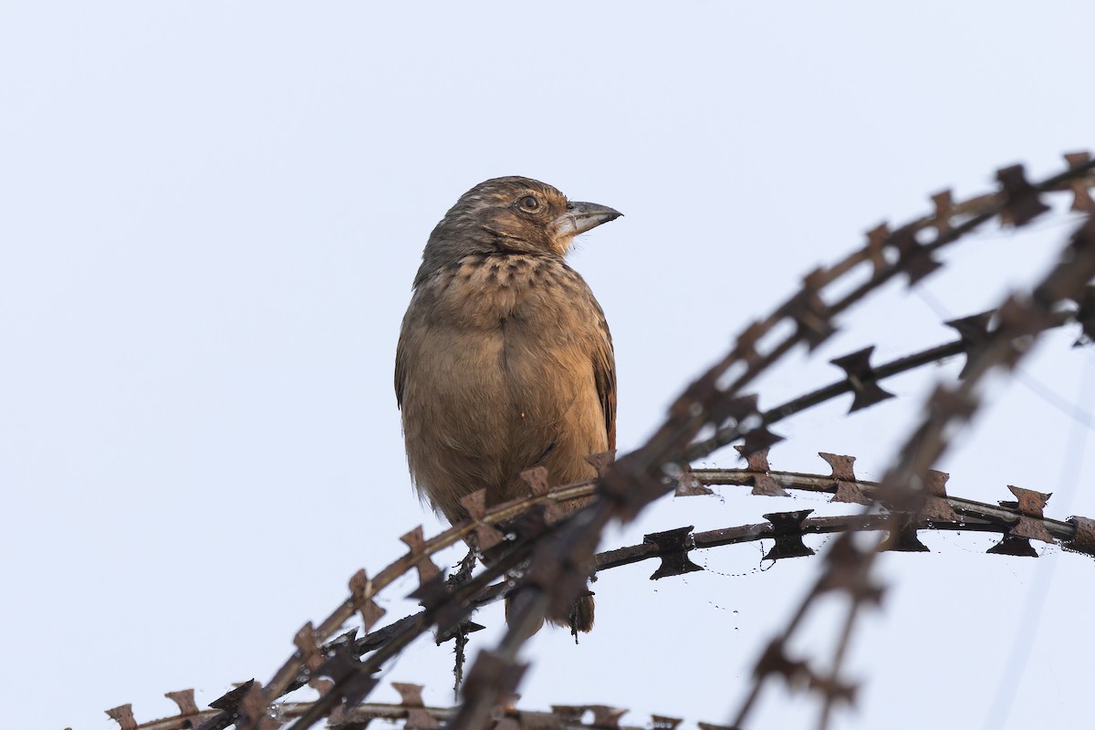 Bengal Bushlark - ML646823380