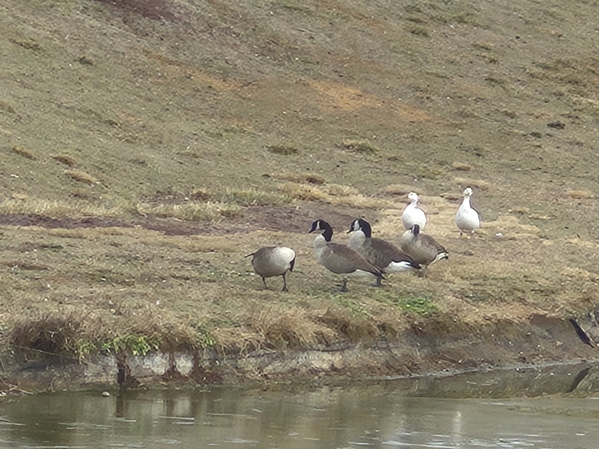 Snow Goose - ML646823383