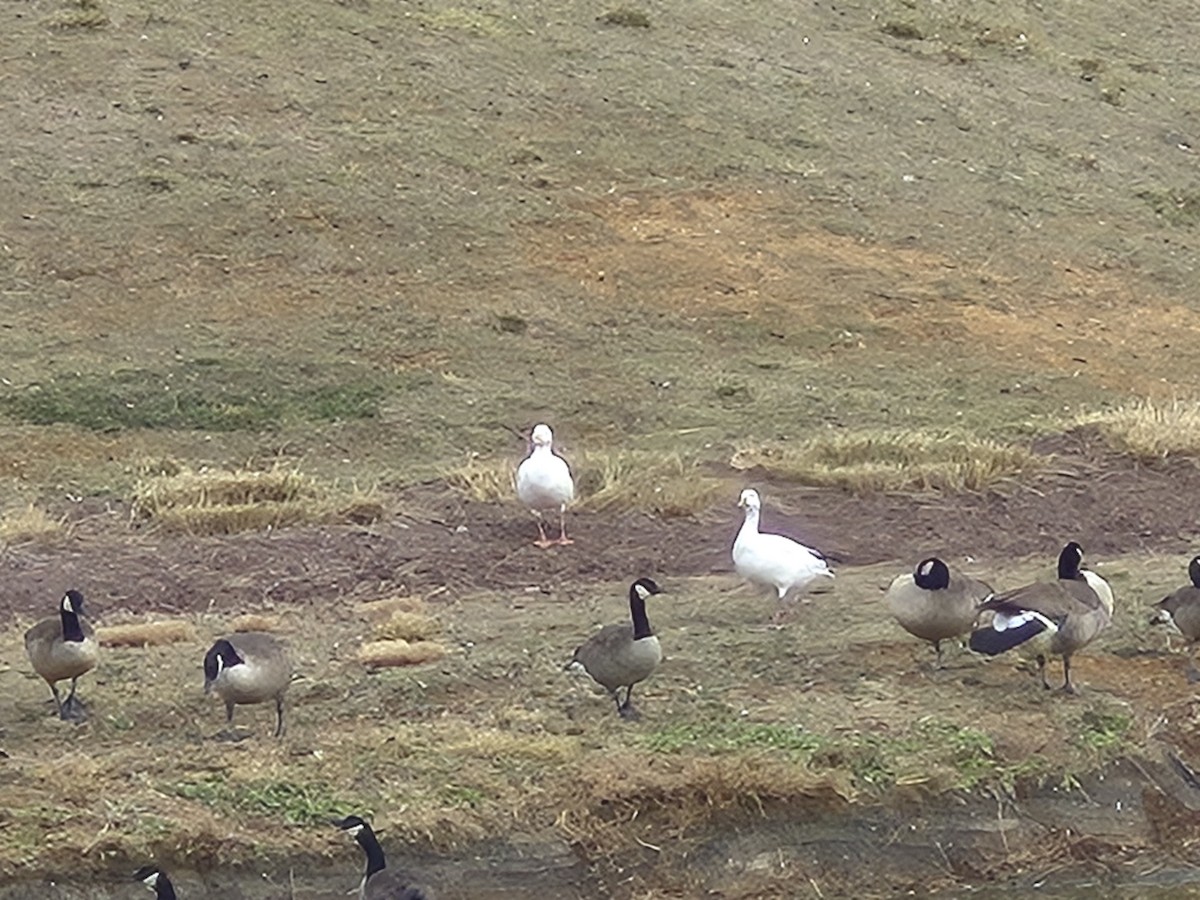 Snow Goose - ML646823384