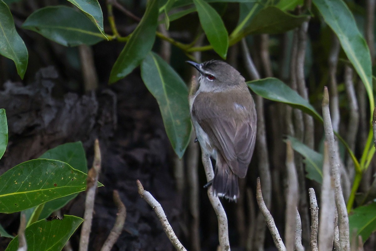 Mangrove Gerygone - ML646823385